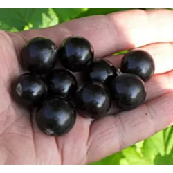 Juodieji serbentai - Ribes nigrum JADRIONAJA