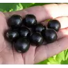 Juodieji serbentai - Ribes nigrum JADRIONAJA