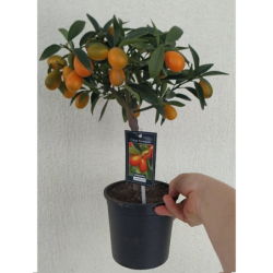 Kinkanas (kalamondinas, citrusinis mišrūnas) medelio forma - Citrus margarita KUMQUAT 22Ø  su vaisiais gyva foto 2022-02-10 pristatymas iškart
