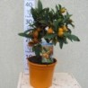 Kinkanas (kalamondinas, citrusinis mišrūnas) medelio forma - Citrus margarita KUMQUAT 22Ø  su vaisiais gyva foto 2022-02-10 pristatymas iškart