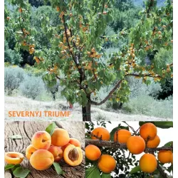 Abrikosas - Prunus armeniaca SEVERNYJ TRIUMF