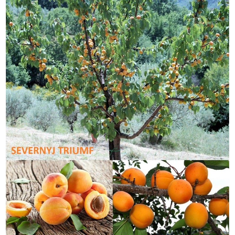 Abrikosas - Prunus armeniaca SEVERNYJ TRIUMF