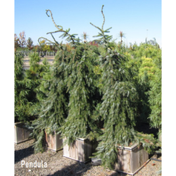 Serbinė eglė - Picea omorika Pendula C35 150-200CM