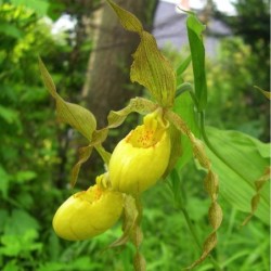 Sodo orchidėja - Cypripedium pubescens 2-3 ūgliai * žydės...