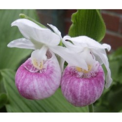 Sodo orchidėja - Cypripedium reginae Alba 2-3 ūgliai * žydės...