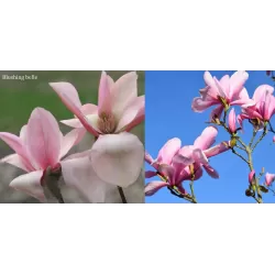 Magnolija - Magnolia BLUSHING BELLE