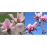 Magnolija - Magnolia BLUSHING BELLE