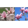 Magnolija - Magnolia BLUSHING BELLE