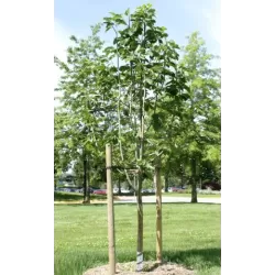 Magnolija - Magnolia BLUSHING BELLE