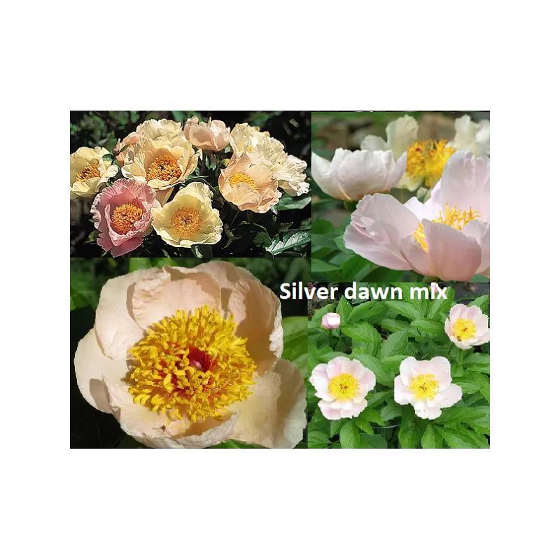 Bijūnų sodinukai internetu su pristatymu į namus