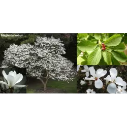 Medžiai ir krūmai internetu su pristatymu į namus visoje Lietuvoje