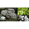 Magnolia KOBUS