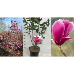 Magnolija - Magnolia SHIRAZZ