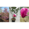 Magnolija - Magnolia Shirazz