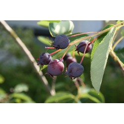 Serviceberry - Amelanchier lamarckii