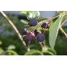 Serviceberry - Amelanchier lamarckii