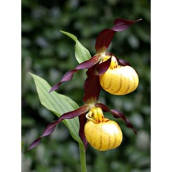 Lauko orchidėja - Frosch® Hybrid Cypripedium Emil NF...