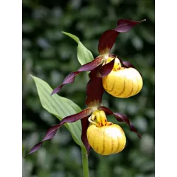 Lauko orchidėja - Frosch® Hybrid Cypripedium Emil NF pristatymas spalio viduryje