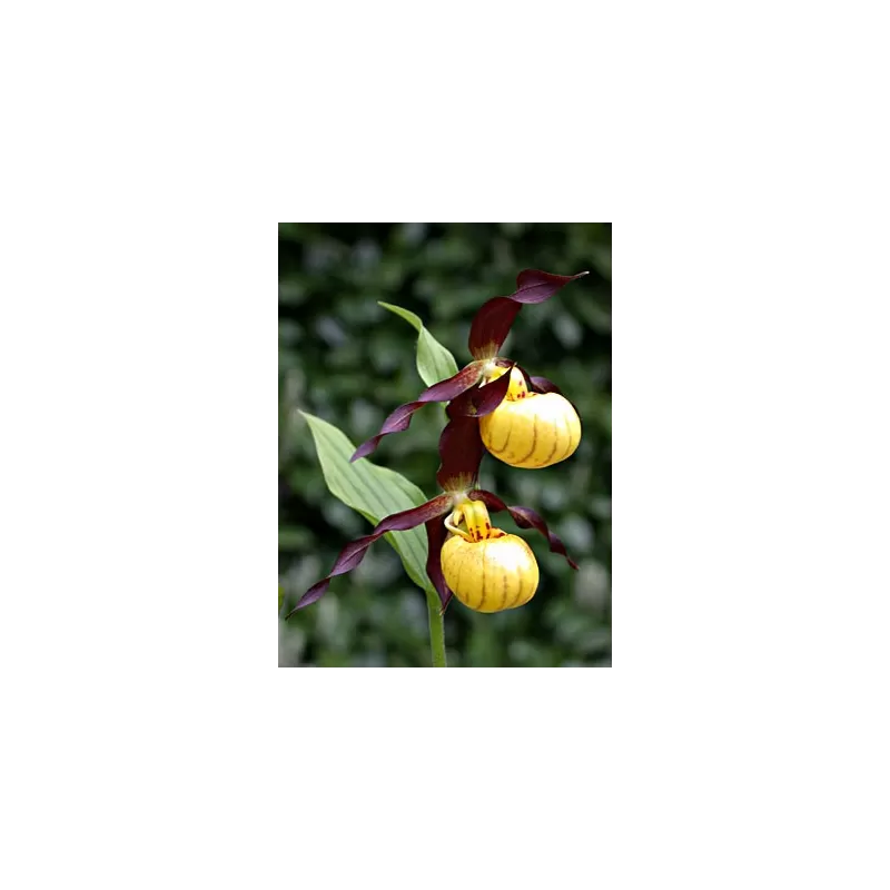 Lauko orchidėja - Frosch® Hybrid Cypripedium Emil NF pristatymas spalio viduryje