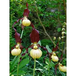 Lauko orchidėja - Frosch® Hybrid Cypripedium Emil NF pristatymas spalio viduryje
