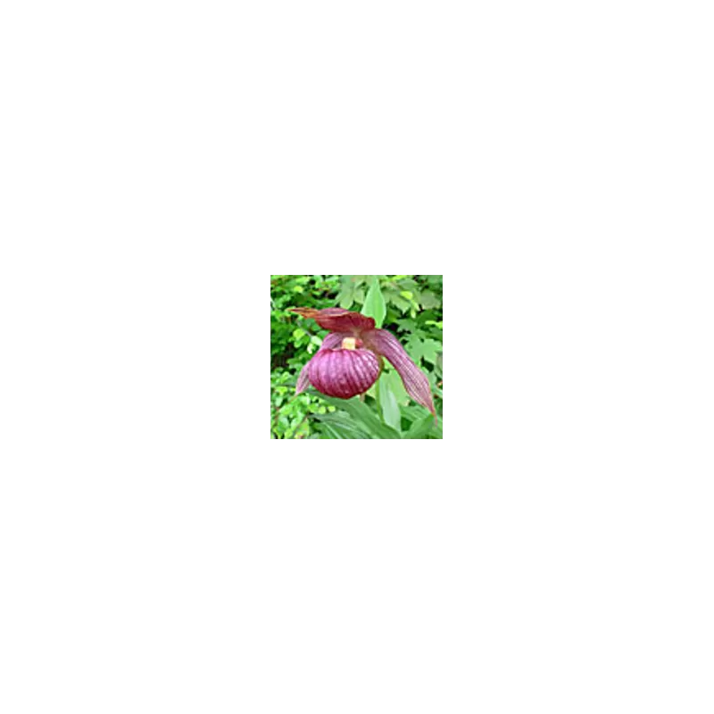Lauko orchidėja - Frosch® Clone Cypripedium Michael NF pristatymas spalio viduryje Lauko orchidėja - Frosch® Clone Cypripedium Michael NF pristatymas spalio viduryje