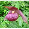 Lauko orchidėja - Frosch® Clone Cypripedium Michael NF pristatymas spalio viduryje