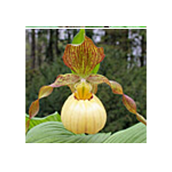 Lauko orchidėja - Frosch® Hybrid Cypripedium Victoria NF pristatymas spalio viduryje