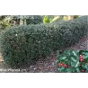 Aštrialapis (melsvasis) bugienis - Ilex meserveae Blue Princess PBR P15C1.5