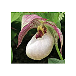 Lauko orchidėja - Frosch® Hybrid Cypripedium TILMAN 1...