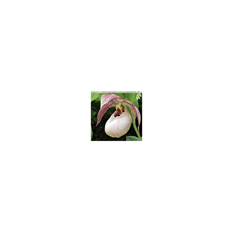 Lauko orchidėja - Frosch® Hybrid Cypripedium TILMAN 1 pristatymas spalio viduryje