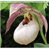 Lauko orchidėja - Frosch® Hybrid Cypripedium TILMAN 1 pristatymas spalio viduryje