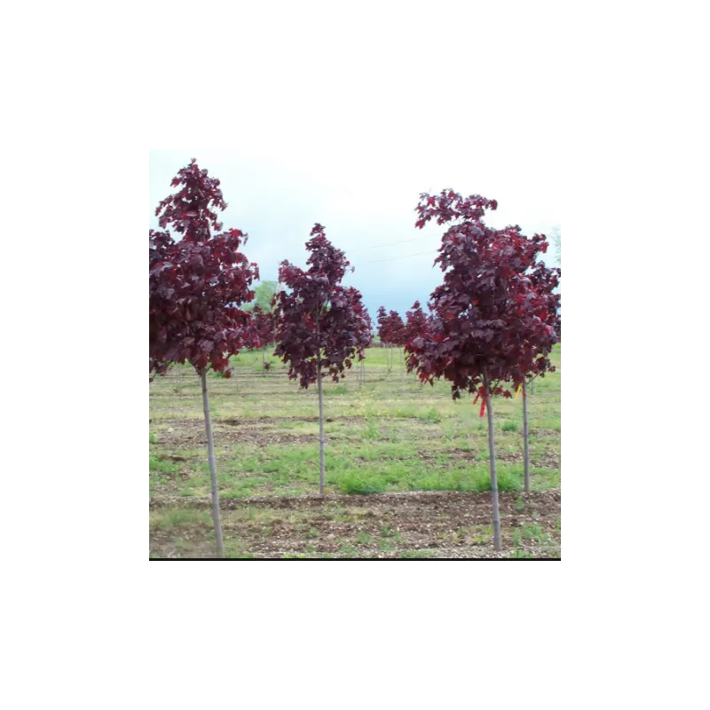 Paprastasis klevas Crimson King