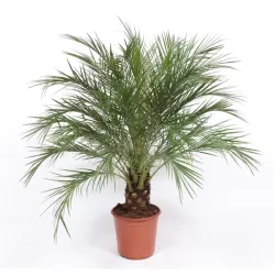 Žemaūgis finikas - Phoenix roebelenii