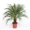 Phoenix roebelenii