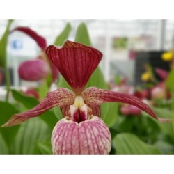 Sodo orchidėja - Cypripedium ventr. Red 6-8 ūgliai C5/P23 vazone
