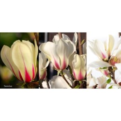 Magnolija - Magnolia Sunrise C10 60-80 su žiedpumpuriais