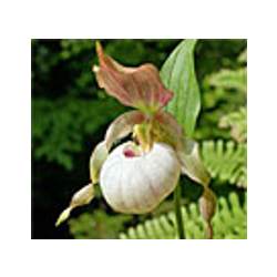 Lauko orchidėja - Frosch® Clone Cypripedium Gisela Pastel 1...