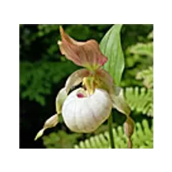 Lauko orchidėja - Frosch® Clone Cypripedium Gisela Pastel NF pristatymas spalio viduryje