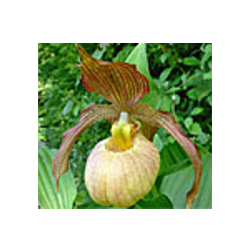 Lauko orchidėja - Frosch® Hybrid Cypripedium BLONDI NF...