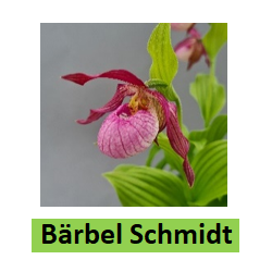 Lauko orchidėja - HardyOrchid® Hybrid XL Cypripedium BARBEL...