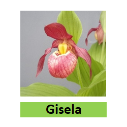 Lauko orchidėja - HardyOrchid® Hybrid XL Cypripedium GISELA...