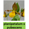 Lauko orchidėja - HardyOrchid® Hybrid XL Cypripedium palnipetalum x pubescens pristatymas spalio viduryje