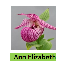 Lauko orchidėja - HardyOrchid® Hybrid XL Cypripedium ANN...