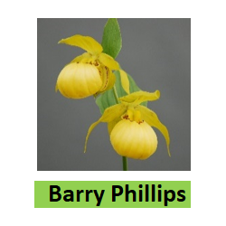 Lauko orchidėja - HardyOrchid® Hybrid XL Cypripedium BARRY...