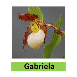 Lauko orchidėja - HardyOrchid® Hybrid XL Cypripedium GABRIELA...