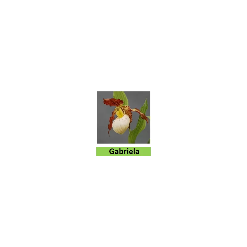 Lauko orchidėja - HardyOrchid® Hybrid XL Cypripedium GABRIELA pristatymas spalio viduryje Lauko orchidėja - HardyOrchid® Hybrid XL Cypripedium GABRIELA pristatymas spalio viduryje