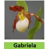 Lauko orchidėja - HardyOrchid® Hybrid XL Cypripedium GABRIELA pristatymas spalio viduryje