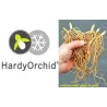 Lauko orchidėja - HardyOrchid® Hybrid XL Cypripedium GABRIELA pristatymas spalio viduryje