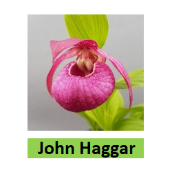 Lauko orchidėja - HardyOrchid® Hybrid XL Cypripedium JOHN...