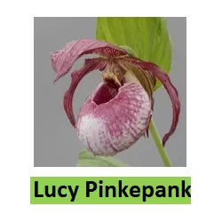 Lauko orchidėja - HardyOrchid® Hybrid XL Cypripedium LUCY PINKEPANK pristatymas spalio viduryje